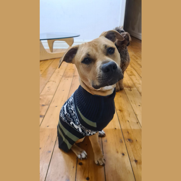 Photo of Ollie