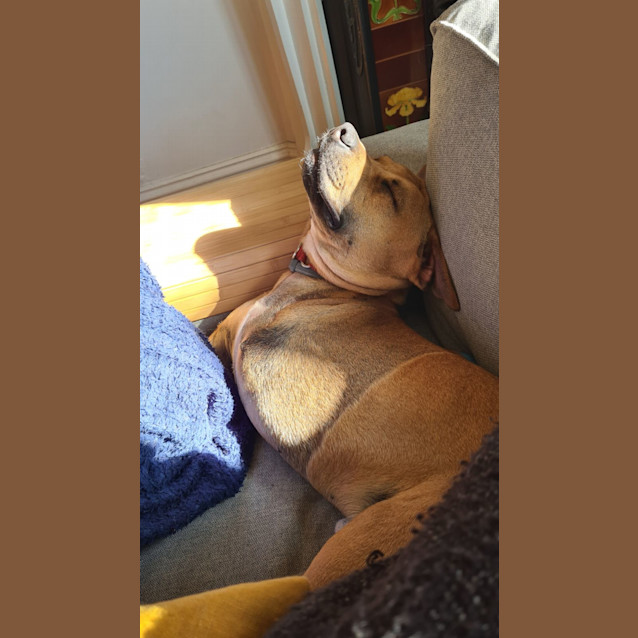 Photo of Ollie