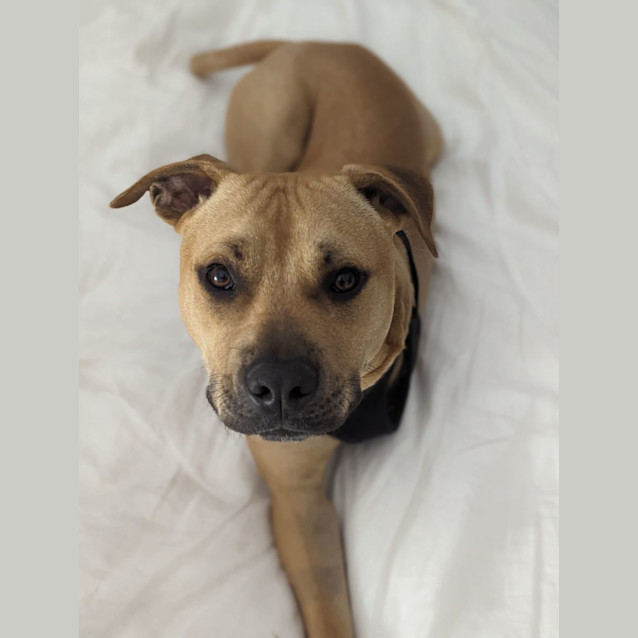 Photo of Ollie