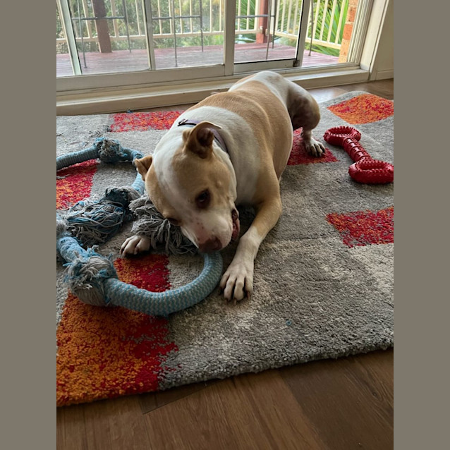 Photo of Marley