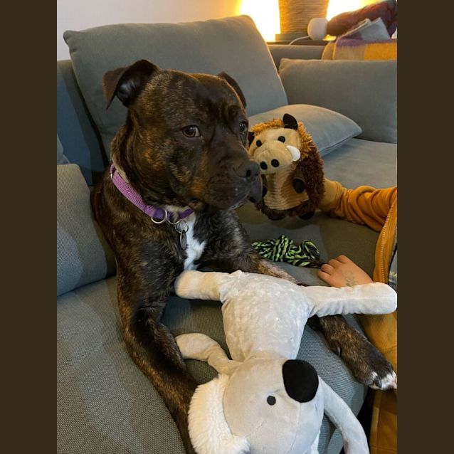 Photo of Marley Bear
