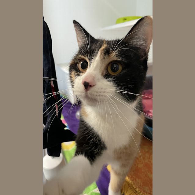 Photo of Cleopatra