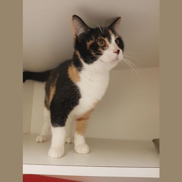 Photo of Cleopatra