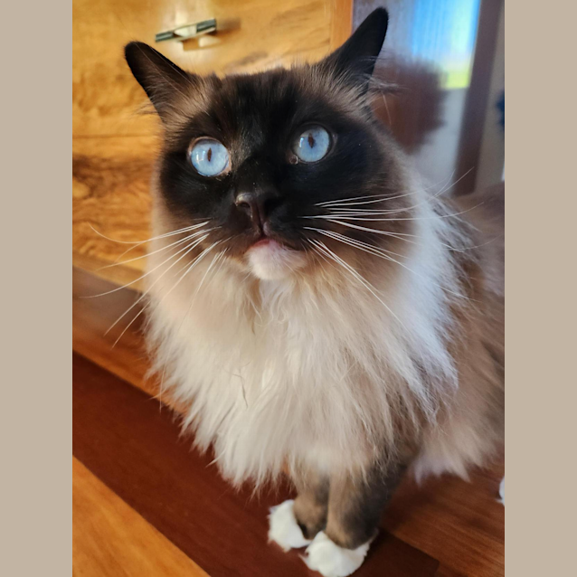 Photo of Murphy 