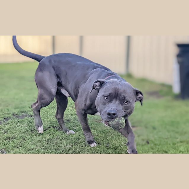 Photo of Harlow