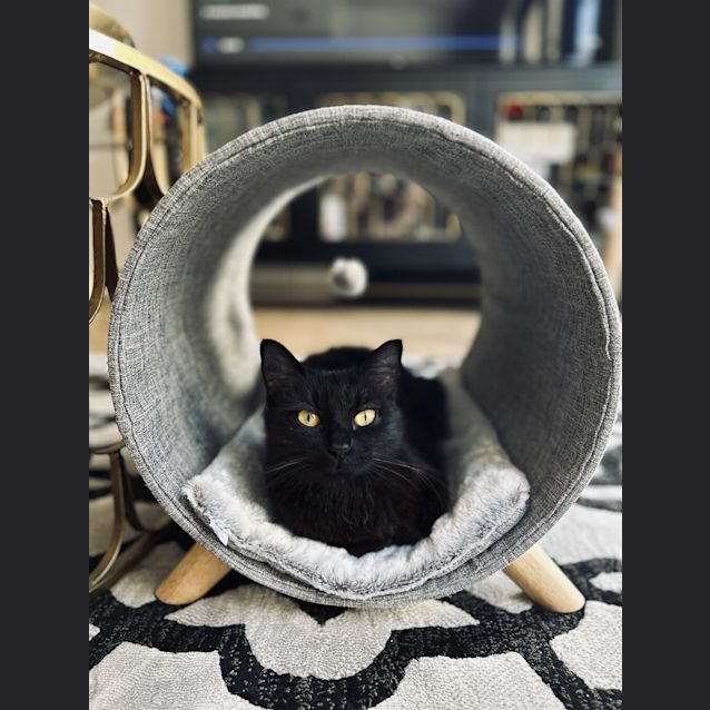 Photo of Willow