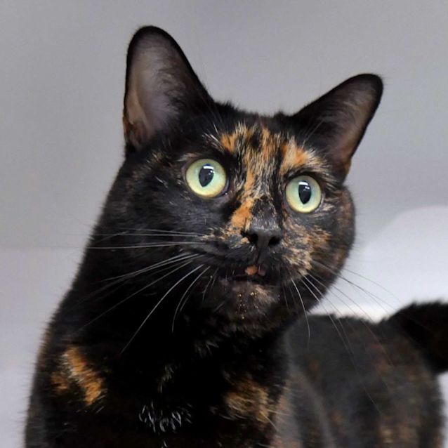 Photo of Willow Rsua010735