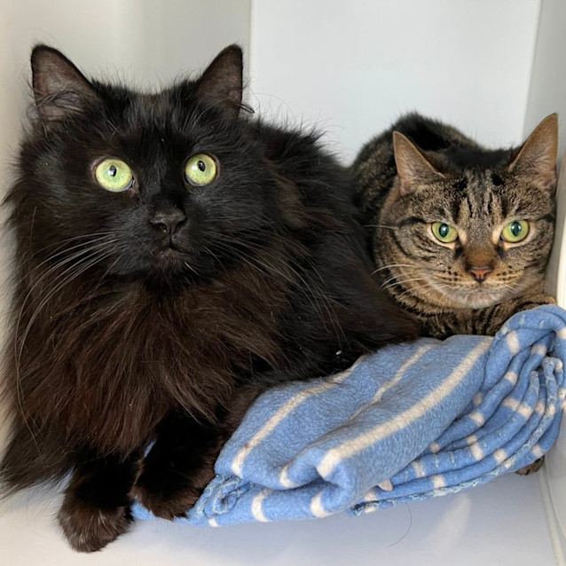 Photo of Susie & Ally