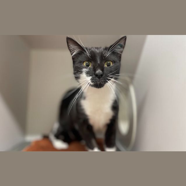 Photo of Muffin