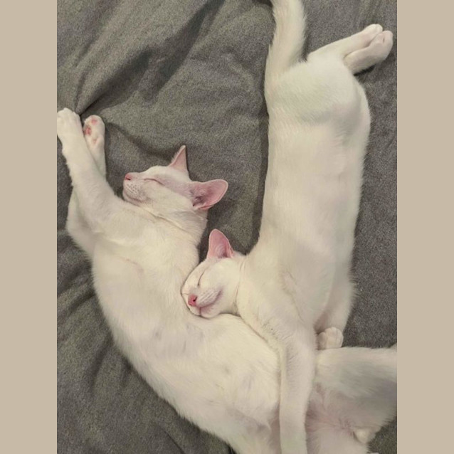 Photo of Newton And Asimov (Bonded Pair)