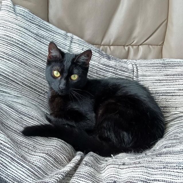 Photo of 9112   Pema