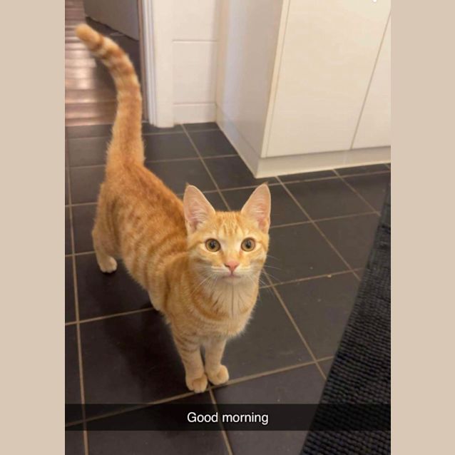 Photo of Cool Cat (Cc)