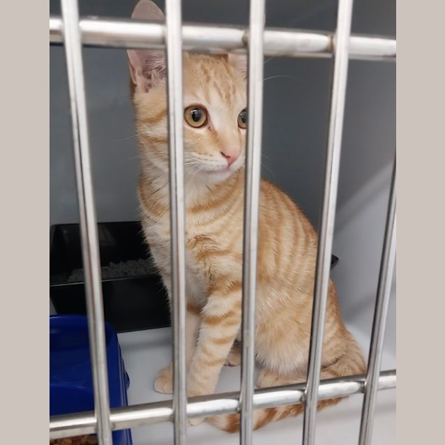 Photo of Cool Cat (Cc)