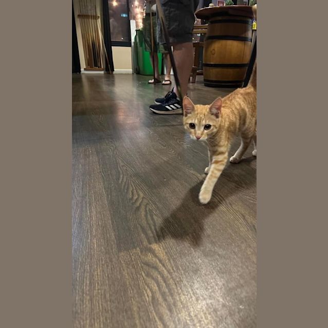 Photo of Cool Cat (Cc)