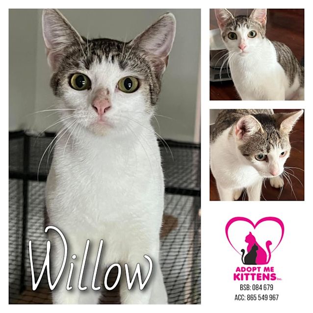 Photo of Willow