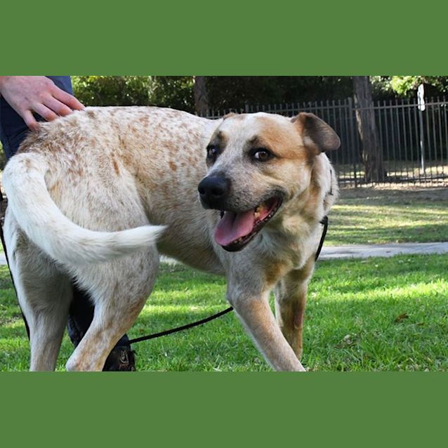 Photo of Buddy 35411