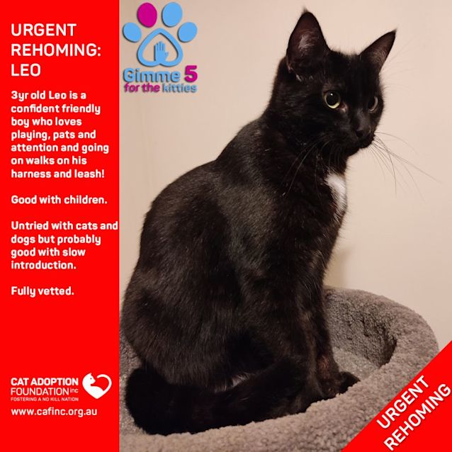 Photo of Leo Private Rehoming No Charge!
