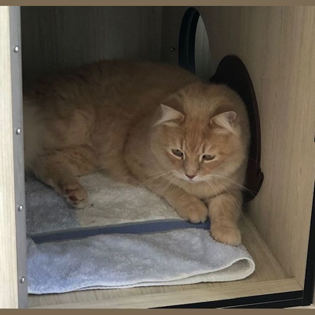 Photo of C871 Jack The Lad