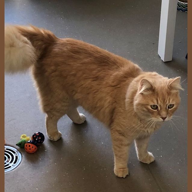 Photo of C871 Jack The Lad