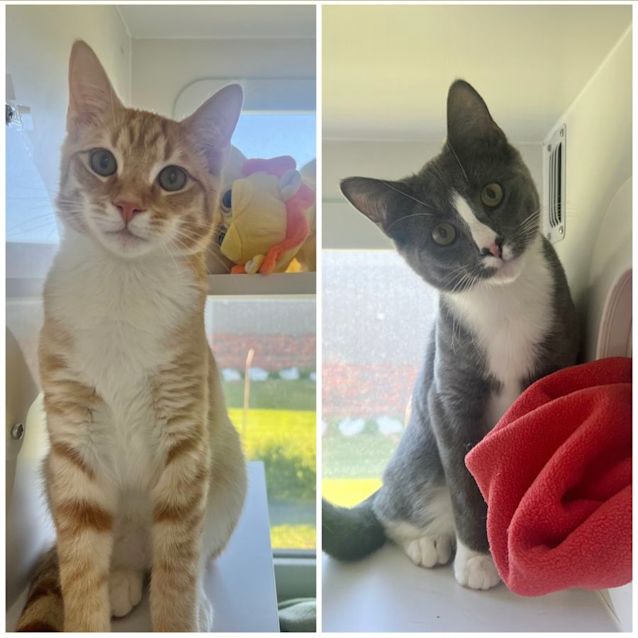 Photo of Chomp And Snickers