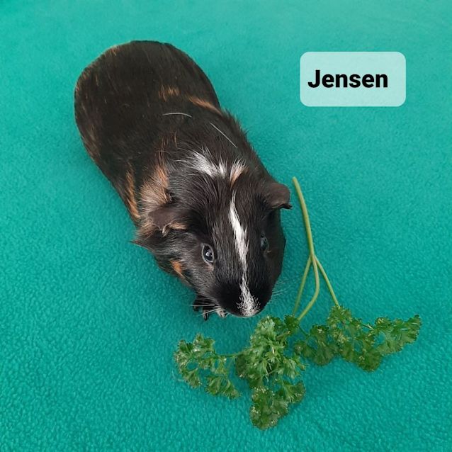 Photo of Jensen 