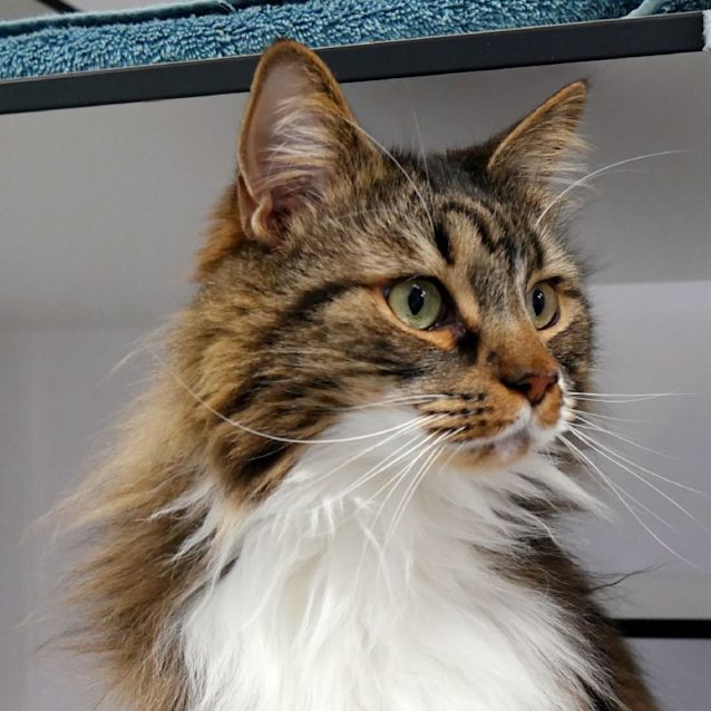 Photo of Mr. Bingley Sua011609