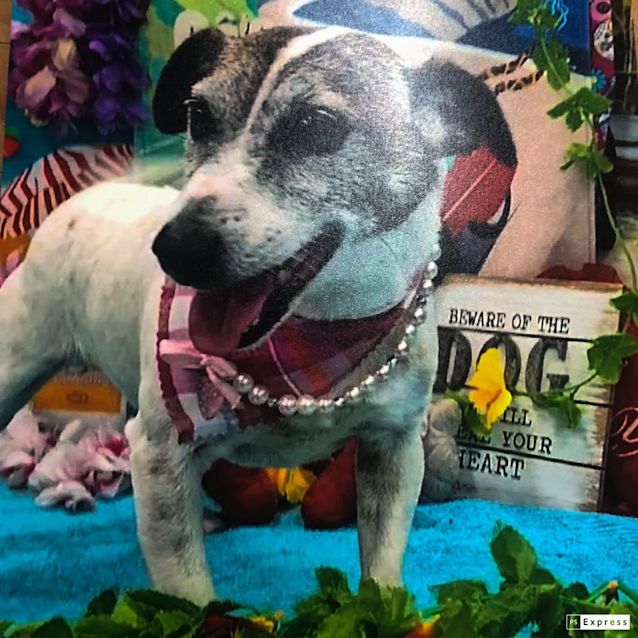 Photo of Honey