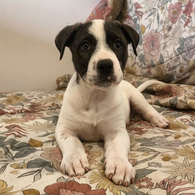 Photo of Taco
