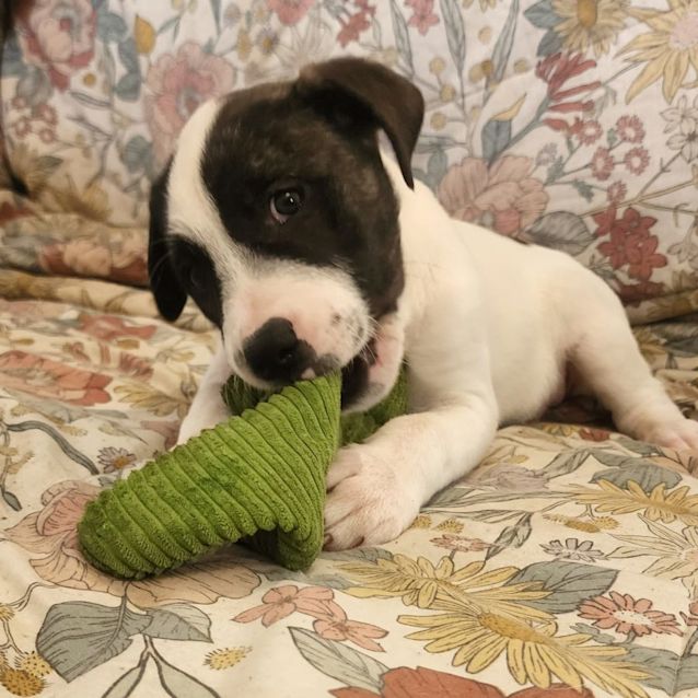 Photo of Taco