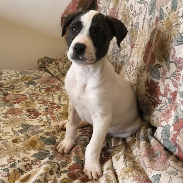 Photo of Taco