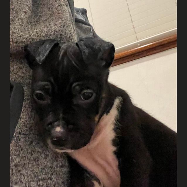 Photo of Staffy Ladies