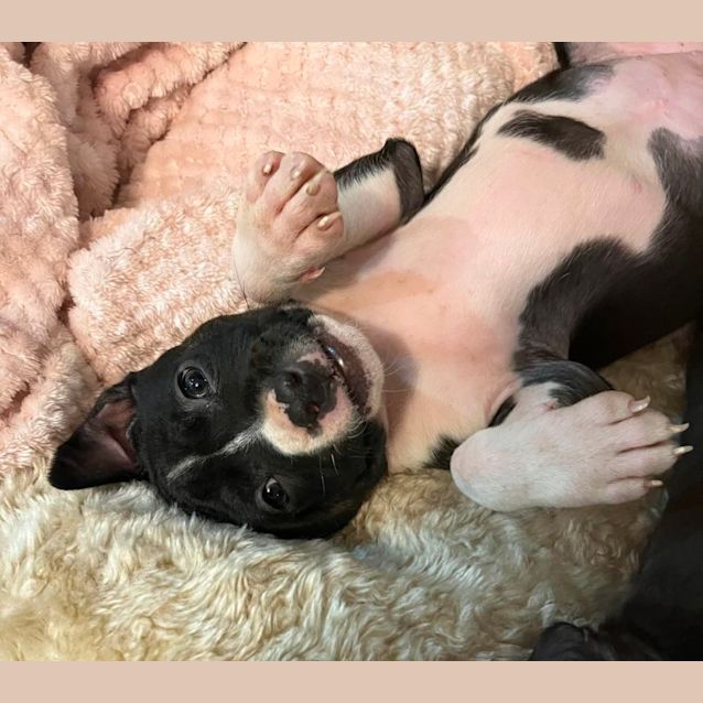 Photo of Staffy Ladies