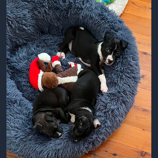 Photo of Staffy Ladies