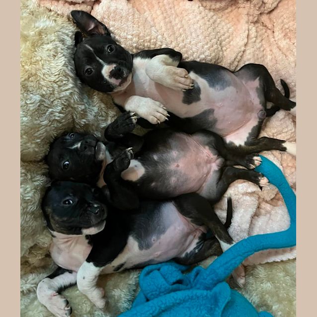 Photo of Staffy Ladies