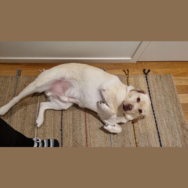Photo of Bailey