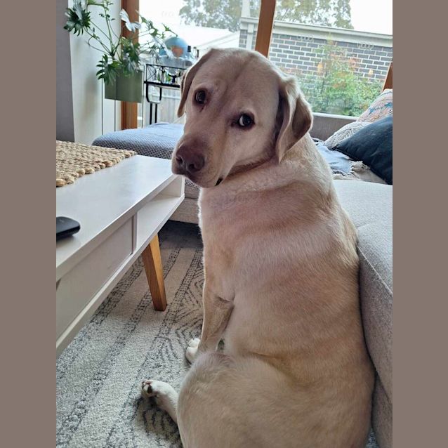 Photo of Bailey