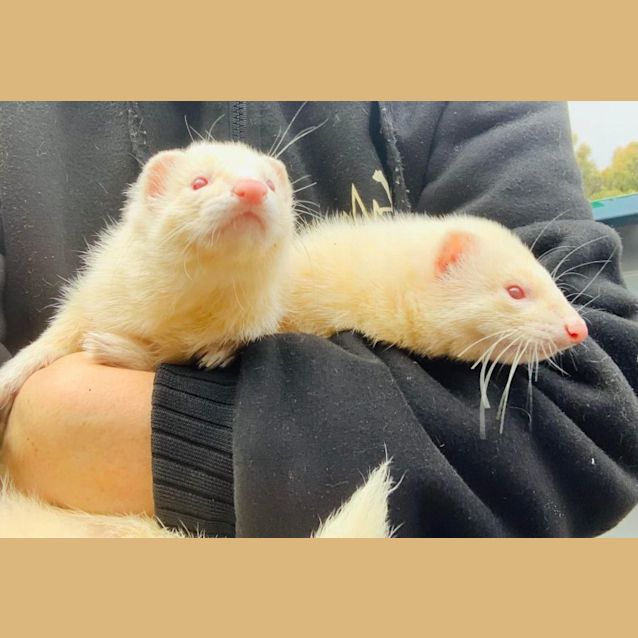 Photo of Bruce & Lee