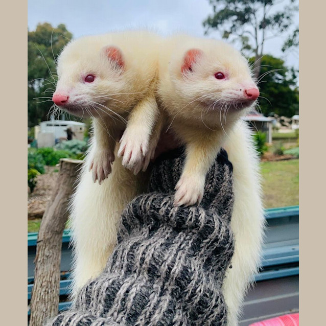 Photo of Bruce & Lee