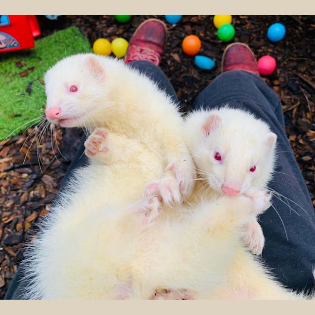 Photo of Bruce & Lee