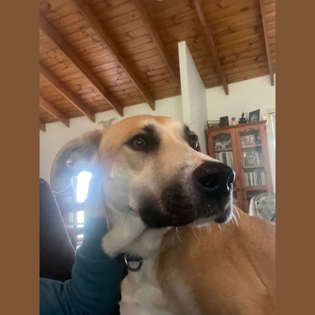 Photo of Daffy 