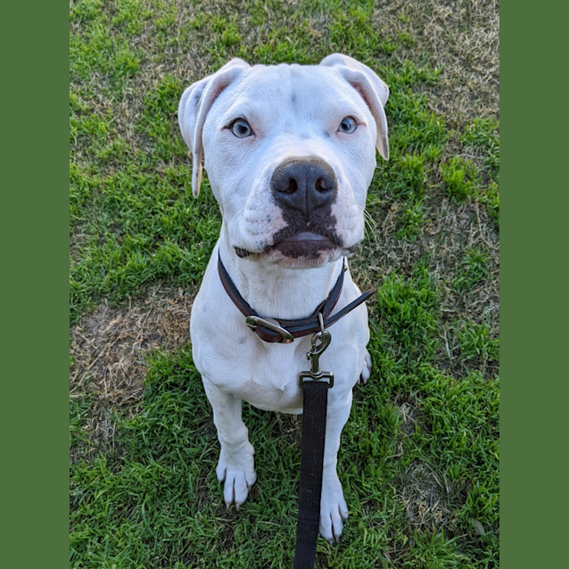 Photo of Hank