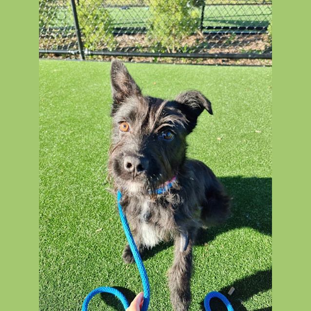 Photo of Tessa Imp 1485