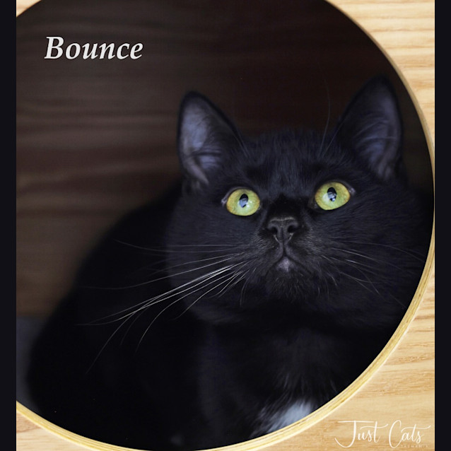 Photo of Bounce