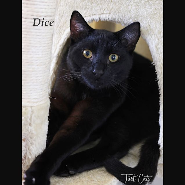 Photo of Dice