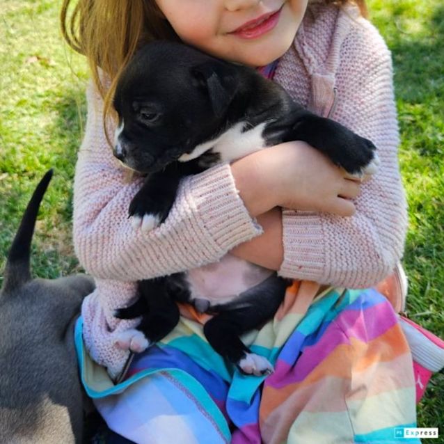Photo of Marita (Kelpie Mix Puppy)