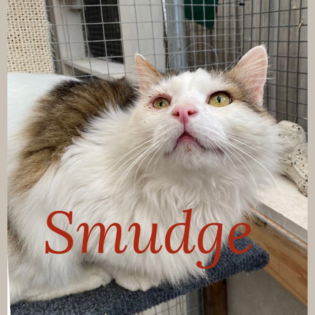 Photo of Smudge