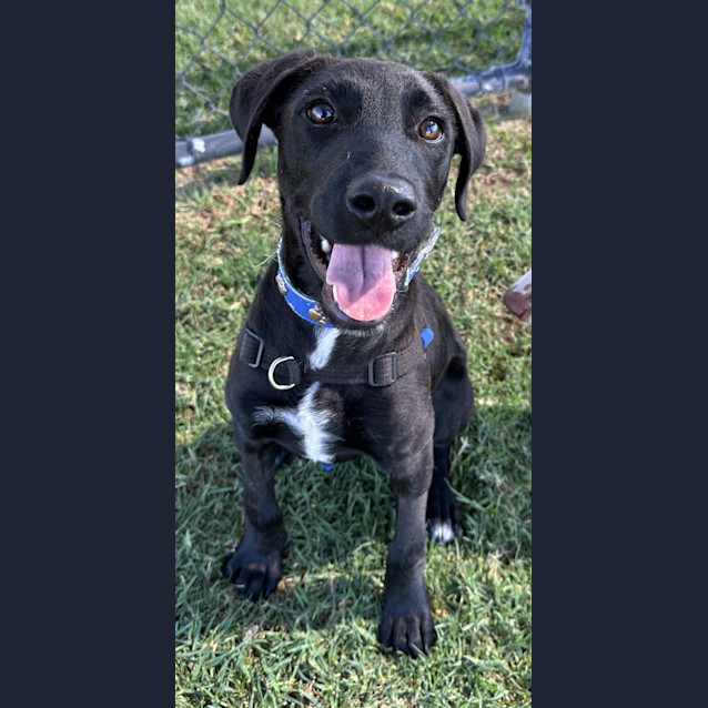 Xena Medium Female Bull Arab x Kelpie Mix Dog in QLD PetRescue