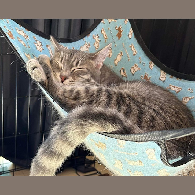 Photo of Blossom 