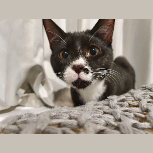 Photo of Smudge   4 Month Old Domestic Short Hair (Trial)