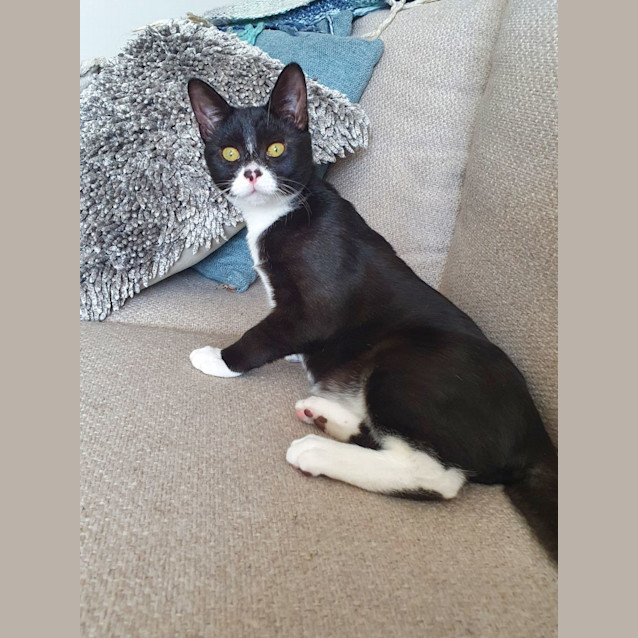 Photo of Mac   9 Month Old Domestic Short Hair